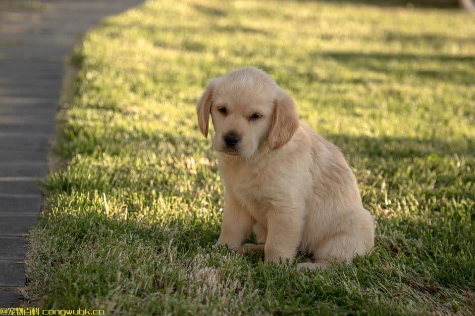 狗狗应激恢复期有多久？