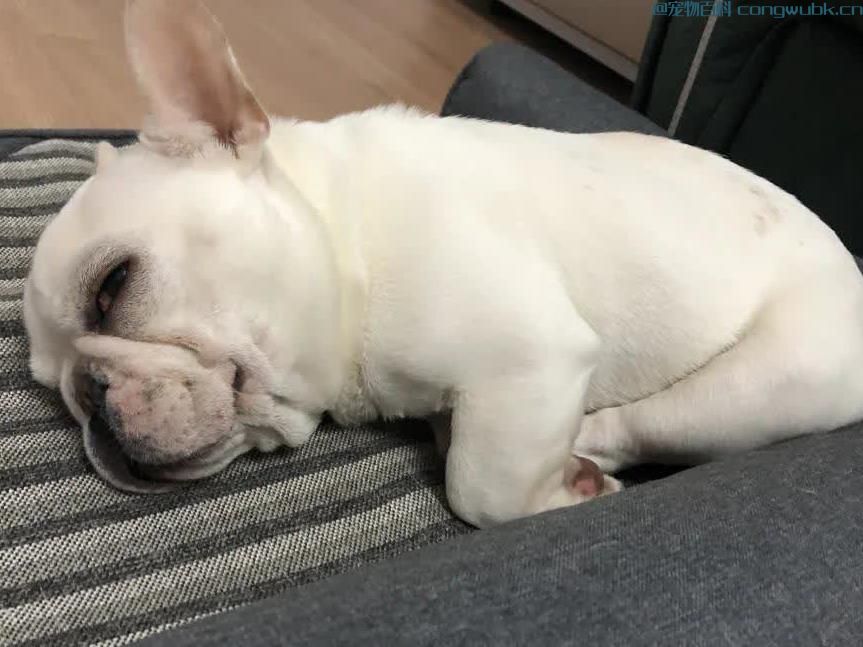 狗狗吃什么吐什么？新手养犬呕吐原因及解决办法